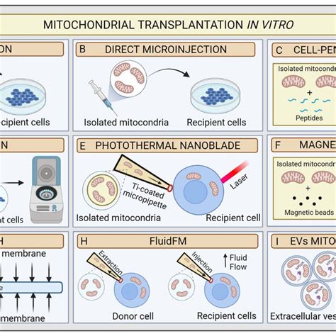 Schematic Illustration Of Mitochondrial Transplantation Methods In