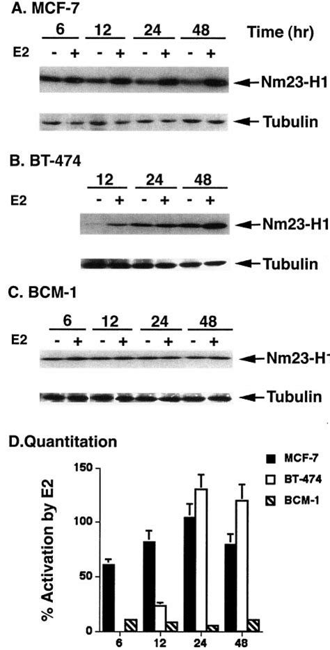 Induction Of Nm23 H1 Protein Expression By E2 In Breast Carcinoma Cell