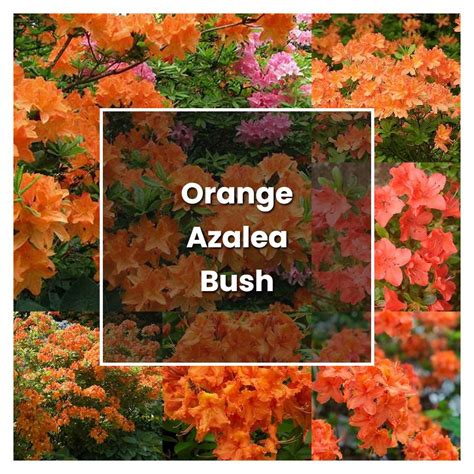 How to Grow Orange Azalea Bush - Plant Care & Tips | NorwichGardener