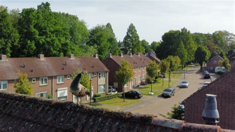 Drone Vliegt Pauw Van Kinderboerderij Tegemoet Oozo Nl