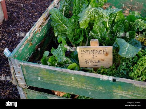 Allotment Bed Hi Res Stock Photography And Images Alamy