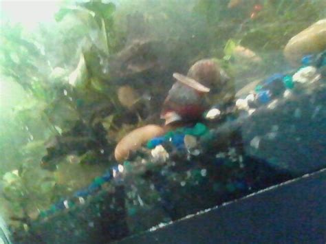 Mystery Snail Breeding? - Fish Breeding - C.A.R.E.