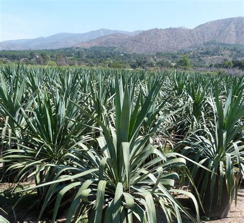 Yucca Pendula Y Recurvifolia T Y Nursery