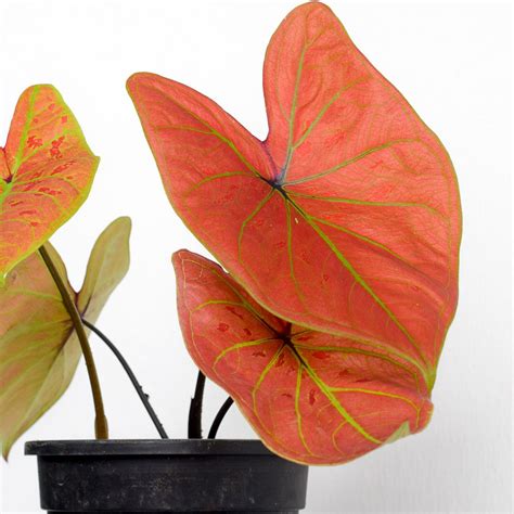 Caladium New Wave From The Naked Collection PINE SG