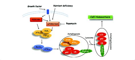 Schematic Representation Of Autophagy Signaling Pathway Download