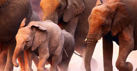 Types of Elephants: The 3 Species of Elephants - IMP WORLD