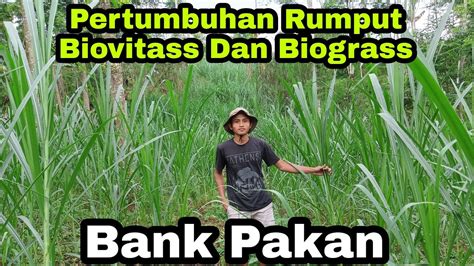 Bank Pakan Cek Pertumbuhan Rumput Biovitass Dan Biograss Youtube