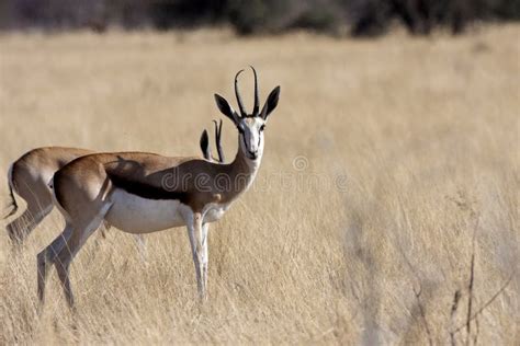 Springbok Antidorcas Marsupialis Namibian Bush Stock Photos Free