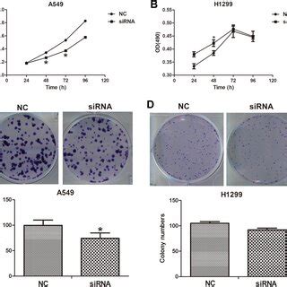 Lncins Igf Knockdown Inhibits Cell Proliferation And Colony Formation