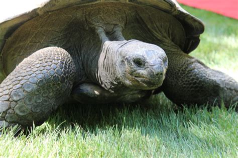 Aldabra Giant Tortoise - Binder Park Zoo