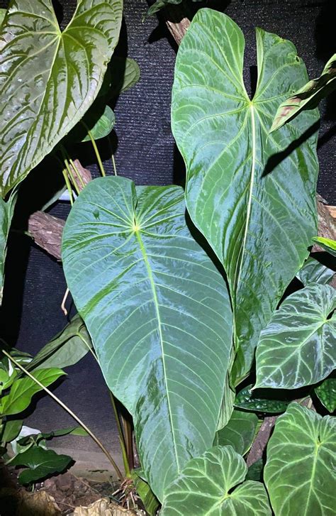 Anthurium Purple Velvet X Marmoratum