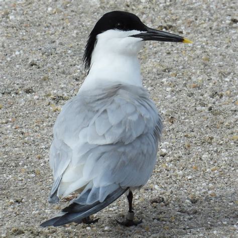 Sandwich Tern — Virginia Society Of Ornithology