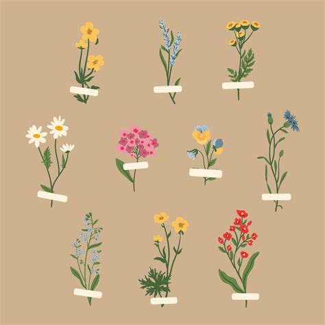 Wild Flowers Vector Collection Herbs Herbaceous Flowering Plants