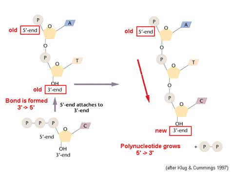 Polynucleotide Chain Growth