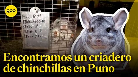 Descubrimos Un Criadero De Chinchillas En Puno Youtube