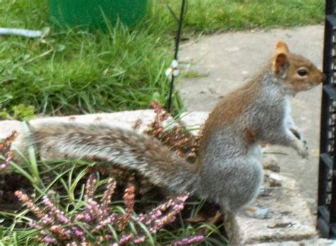 Red Grey Squirrel Grows On You