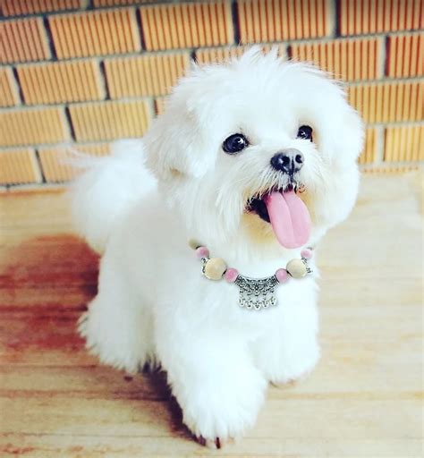 Bichon Maltese puppy