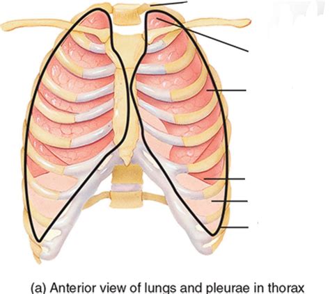 Lungs And Pleurae In Thorax Diagram Quizlet