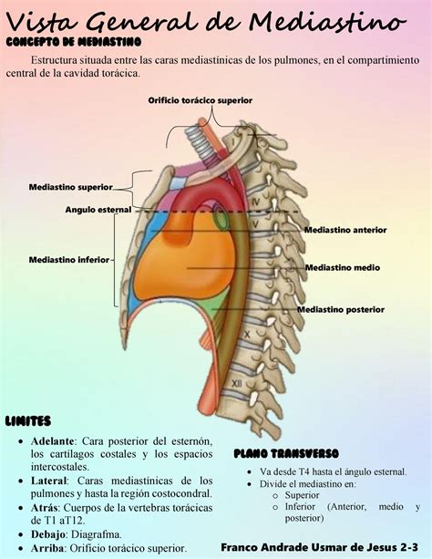 Anatomia Del Mediastino Anterior