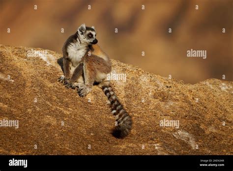 Ring Tailed Lemur Lemur Catta Large Strepsirrhine Primate With Long Black And White Ringed