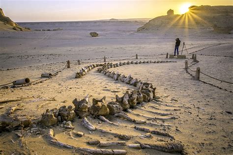 Wadi El Hitan Valley Of The Whales Tour Egypt Club