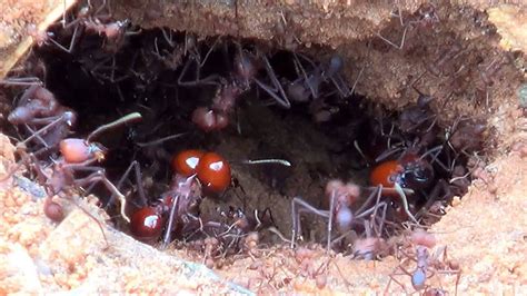 Formiga Sa Va Atta Spp Atta Leaf Cutting Ants A Rotina No