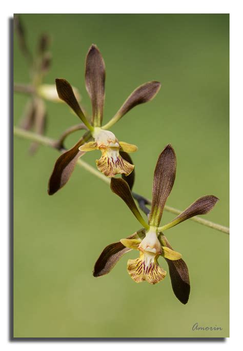 Encyclia Rodolfoi Jose Amorin Flickr