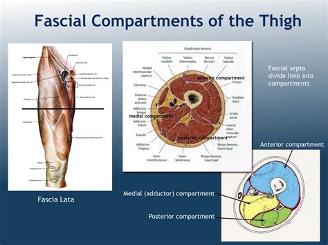 Ppt Organization Of The Lower Limb Powerpoint Presentation Free