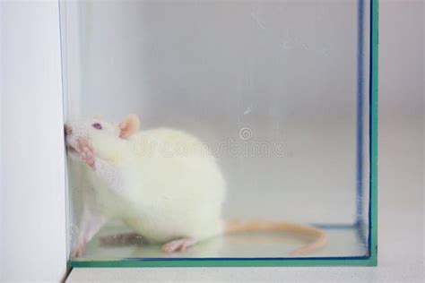 White Rat And Glass Bottle With Medicine Laboratory Experiments Stock