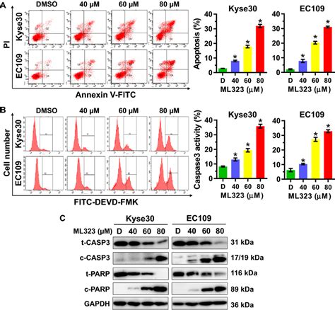 Ml Triggers Apoptosis A Kyse And Ec Cells Were Treated With