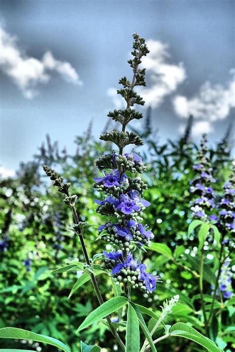 Purple Butterfly Bush Bloom Photograph by Anthony Ackerman | Fine Art America