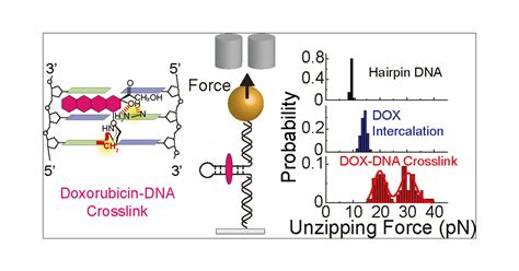 Detecting The Formation Kinetics Of Doxorubicin DNA Interstrand Cross