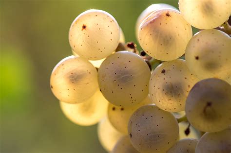 Corso Introduttivo Di Viticoltura Biodinamica Professionale Cambium