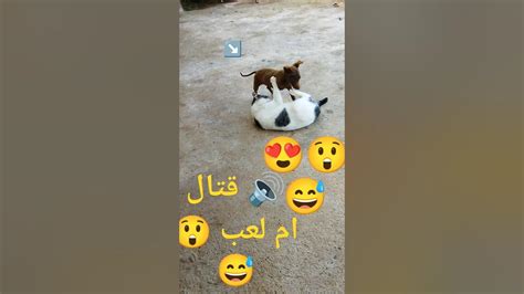 ️قتال ملحمي 😂 القط🐈‍⬛ و الكلب الصغير 🐕 😲 Youtube