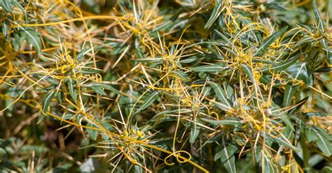 Exploring the Advantages of Cuscuta campestris and Cuscuta campestris ...