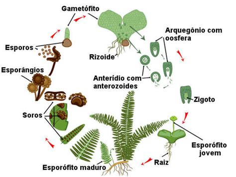 Pteridófitas Classificação Reprodução E Importância