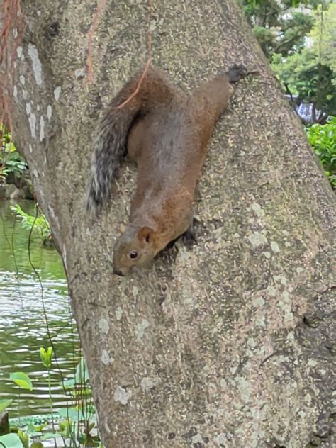 Pallas Squirrel from 100台灣台北市中正區東門里 on April 14 2022 at 04 37 PM by 顏