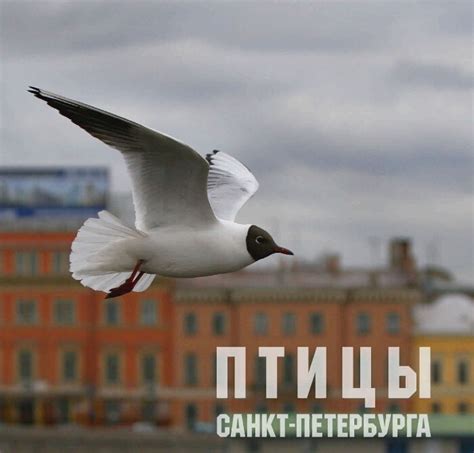 Птицы Санкт-Петербурга | Президентская библиотека имени Б.Н. Ельцина
