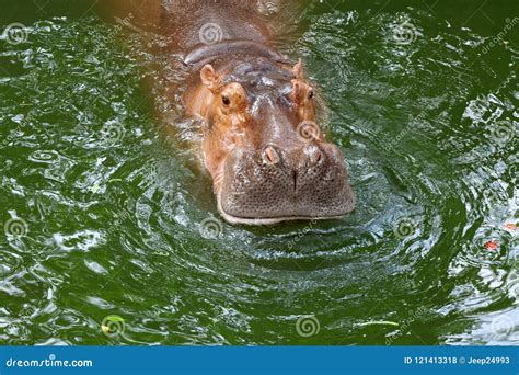 Hippopotamus Stock Image 17494597