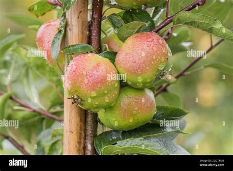 Apple Malus Domestica Api Étoilé Malus Domestica Api Étoilé