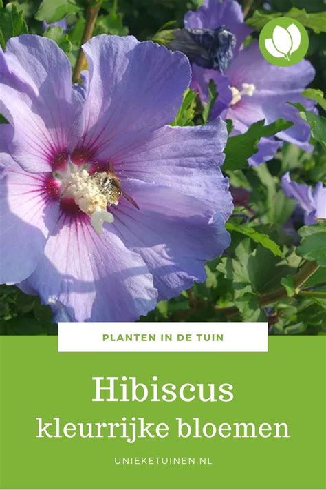 Hibiscus Is Bekend Onder Verschillende Namen Tuinhibiscus Atheastruik