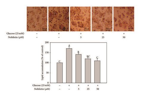 Effects Of Nobiletin On Cytotoxicity A And Lipid Accumulation B In