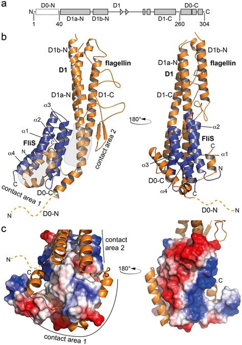 Crystal Structure Of The Flagellin FliS Heterodimer A Domain