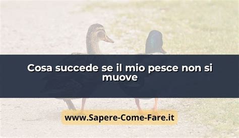 Cosa Succede Se Il Mio Pesce Non Si Muove