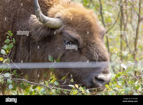 Bison wisent project hi-res stock photography and images - Alamy