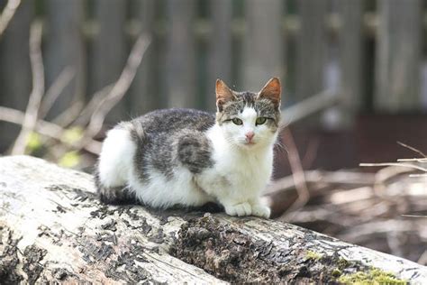 7 Tips For Transitioning An Outdoor Cat To Indoors Cat Care Cats