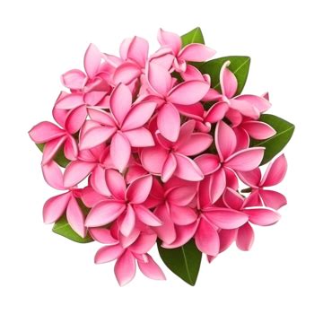 Pink Ixora Flowers On Background West Indian Jasmine Chinese Ixora