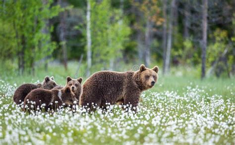 She Bear And Cubs Brown Bears In The Forest At Summer Time Among White