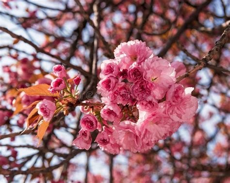 Flor Japonesa Cor de rosa Da Cereja árvore Imagem de Stock Imagem de