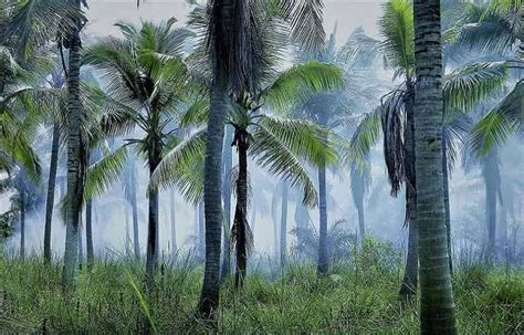 Parts Of A Palm Tree Knowing For Good Growing